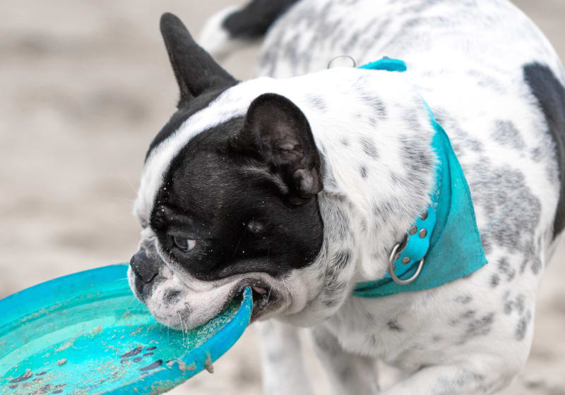 Specialists | Ace Animal Hospital | Fremont Speciality & Emergency Vet