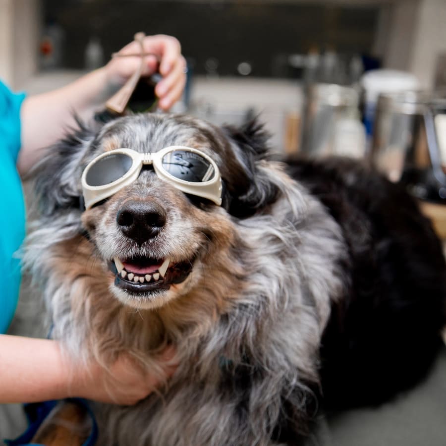 Cold Laser Therapy, Fremont Veterinarians