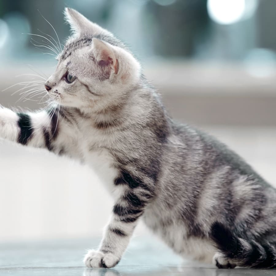 Puppies & Kittens, Fremont Veterinarians